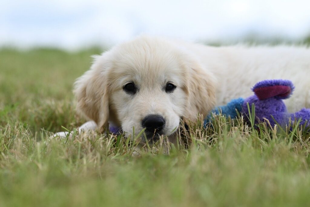 golden retriever puppies