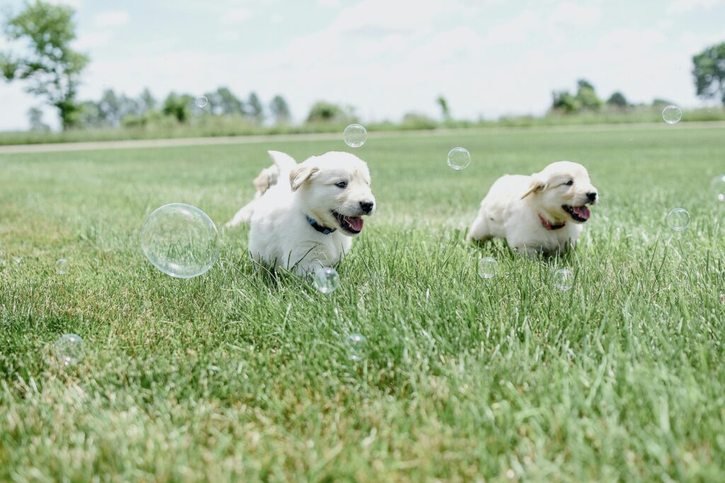 first time puppy owner of golden retriever puppies