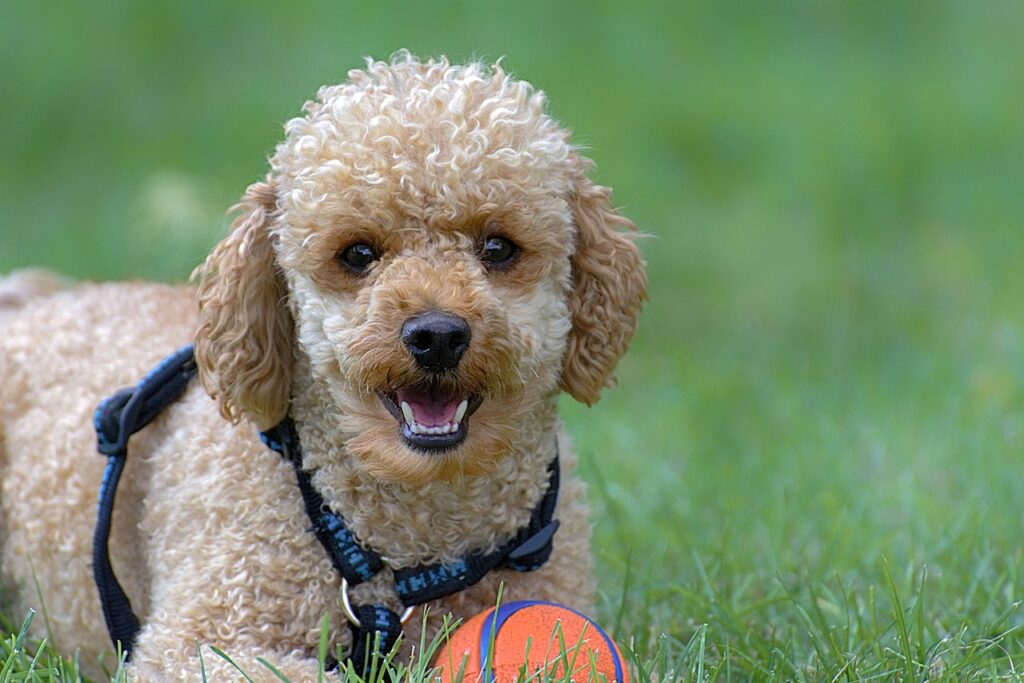 poodle puppies